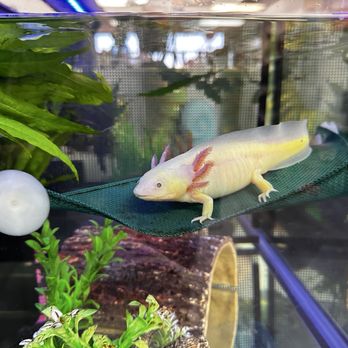 Axolotls Tulsa - Aquarium Services Near Me - Tulsa, Oklahoma Axolotls Tulsa - Aquarium Services Near Me - Tulsa, Oklahoma