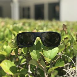 Wilson Optical