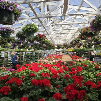 Carpinito Brothers - Beautiful and colorful flowers and flowers - Nurseries & Gardening Near Me - Kent, Washington Carpinito Brothers - Beautiful and colorful flowers and flowers - Nurseries & Gardening Near Me - Kent, Washington