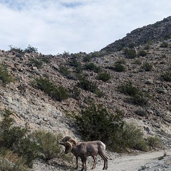 Randall Henderson Loop - Hiking Near Me - Palm Desert, California