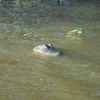 Ultimate Swamp Adventures - Tours Near Me - Westwego, Louisiana Ultimate Swamp Adventures - Tours Near Me - Westwego, Louisiana