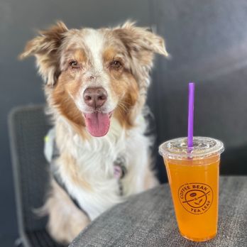 The Coffee Bean & Tea Leaf - Betty Mae at Coffee Bean & Tea Leaf Dog friendly patio with my Cold Brew mango tea. - Coffee & Tea Near Me - Los Angeles, California The Coffee Bean & Tea Leaf - Betty Mae at Coffee Bean & Tea Leaf Dog friendly patio with my Cold Brew mango tea. - Coffee & Tea Near Me - Los Angeles, California
