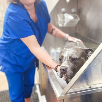 Dynamite Animal Hospital - Veterinarians Near Me - Scottsdale, Arizona