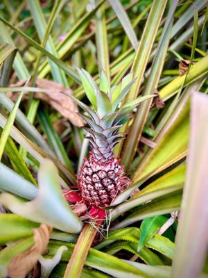 Coco Grove Beach Resort by null