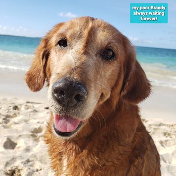 Harada Scott T Dr DVM - My athletic golden retriever Brandy at Kailua beach - Veterinarians Near Me - Honolulu, Hawaii Harada Scott T Dr DVM - My athletic golden retriever Brandy at Kailua beach - Veterinarians Near Me - Honolulu, Hawaii