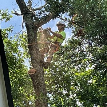 Timberline Professional Tree Care - Tree Services Near Me - Pevely, Missouri Timberline Professional Tree Care - Tree Services Near Me - Pevely, Missouri