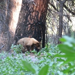 Young Bear in the Berry bushes by North Pines. Young Bear in the Berry bushes by North Pines.