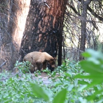 North Pines Campground - Young Bear in the Berry bushes by North Pines. - Campgrounds Near Me - Yosemite Valley, California North Pines Campground - Young Bear in the Berry bushes by North Pines. - Campgrounds Near Me - Yosemite Valley, California