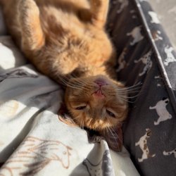 North Jersey Pet Sitters