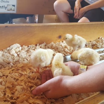 Cherry Crest Adventure Farm - Hold a chick - Festivals Near Me - Ronks, Pennsylvania