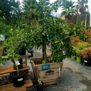 Lisa Arnold Nursery Sales - Nurseries & Gardening Near Me - Sunol, California