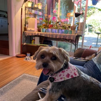 Back to Basics Pet Care - Our Puppies! - Pet Groomers Near Me - Stockton, California Back to Basics Pet Care - Our Puppies! - Pet Groomers Near Me - Stockton, California