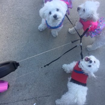 PupSmiles - Dog Walkers Near Me