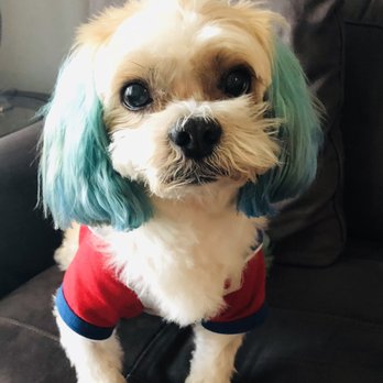 Kibble Pet Grooming - Pet Groomers Near Me - Dallas, Texas