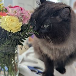 Just Around the Corner, Inc - Romeo, our kitty mascot