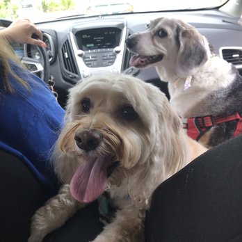 Pawzazz Pet Grooming - Our pups - Pet Groomers Near Me - Casselberry, Florida