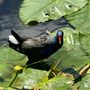 Photo of Airboat Rides Unlimited