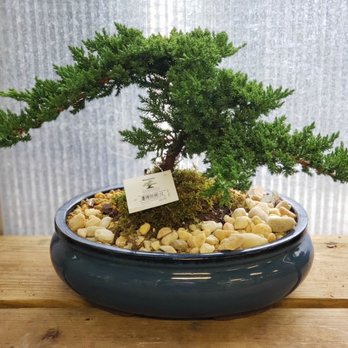 The Home Depot - LOVE this little Bonsai!! - Hardware Stores Near Me - Shorewood, Illinois The Home Depot - LOVE this little Bonsai!! - Hardware Stores Near Me - Shorewood, Illinois