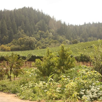 Porter Creek Vineyards - View from Porter Creek - Wineries Near Me - Healdsburg, California Porter Creek Vineyards - View from Porter Creek - Wineries Near Me - Healdsburg, California