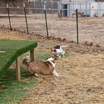 Danas Dogs - Outside at Dana's. - Pet Boarding Near Me - Salem, Iowa