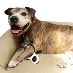 The Animal Hospital of Gurnee