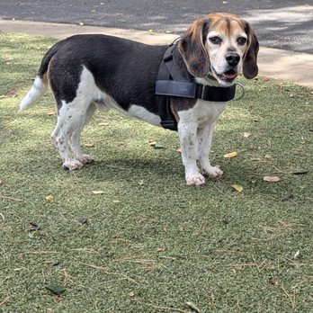 McKenzie Dog Park - Dog Parks Near Me - Los Altos, California