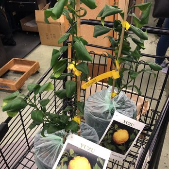 Uwajimaya - $25 yuzu tree - International Grocery Near Me - Seattle, Washington Uwajimaya - $25 yuzu tree - International Grocery Near Me - Seattle, Washington