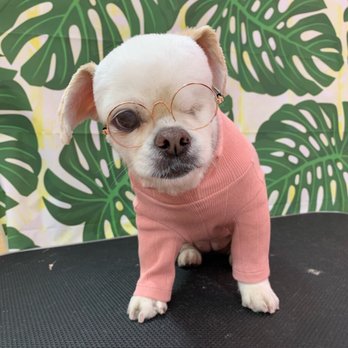 Sweet Pea Grooming - Pet Groomers Near Me - San Diego, California