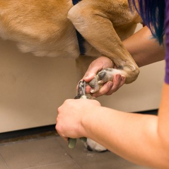 Nailed It Denver - Pet Groomers Near Me Nailed It Denver - Pet Groomers Near Me