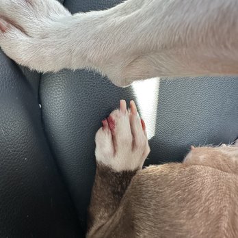 A Doggies Delight - Bleeding from nail trim cut too close to fur baby's quick - Pet Groomers Near Me - Las Vegas, Nevada