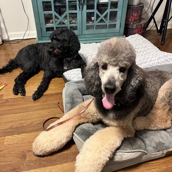 WagMore Pet Grooming - Presto and Molly love their groomer. - Pet Groomers Near Me - Warren, Ohio