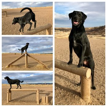 Triumphant Canine Dog Training - Pet Training Near Me - Centennial, Colorado