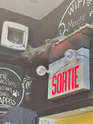 Happy Cat Cafe by null