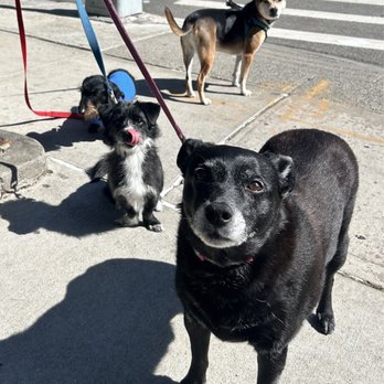Dogwalking Queens - Friends meeting up for a group walk. - Dog Walkers Near Me - Queens, New York Dogwalking Queens - Friends meeting up for a group walk. - Dog Walkers Near Me - Queens, New York