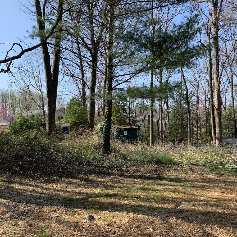 Cassella Design & Build - Bringing down the bamboo and other small trees. - Landscaping Near Me - Springfield, Virginia Cassella Design & Build - Bringing down the bamboo and other small trees. - Landscaping Near Me - Springfield, Virginia