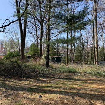 Cassella Design & Build - Bringing down the bamboo and other small trees. - Landscaping Near Me - Springfield, Virginia Cassella Design & Build - Bringing down the bamboo and other small trees. - Landscaping Near Me - Springfield, Virginia