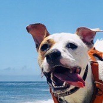 Mitchell's Cove Beach - Rescued from the SF SPCA one year ago, and now, she's a happy, loving girl. - Beaches Near Me Mitchell's Cove Beach - Rescued from the SF SPCA one year ago, and now, she's a happy, loving girl. - Beaches Near Me