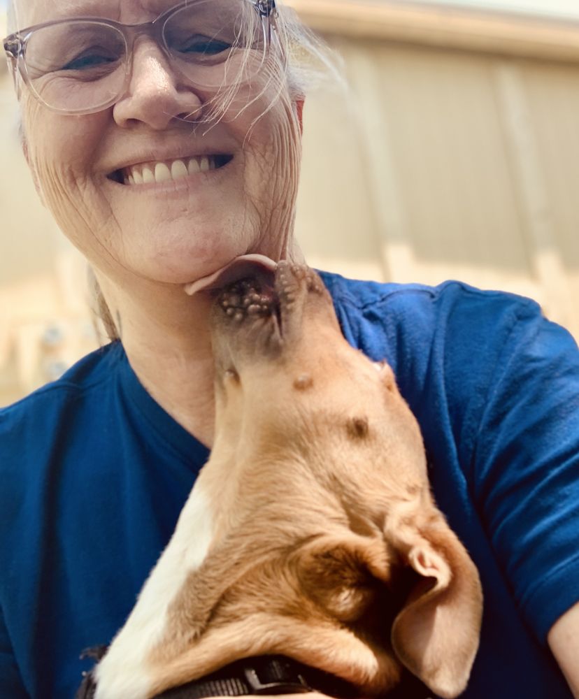 Loving Arms Pet Sitting - pet boarding facility in Loveland, CO