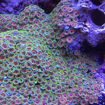 Rockstar Aquarium Service - Aquarium Services Near Me Rockstar Aquarium Service - Aquarium Services Near Me