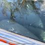 Photo of River Rats Crystal Clear Kayaking