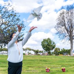 Dove release