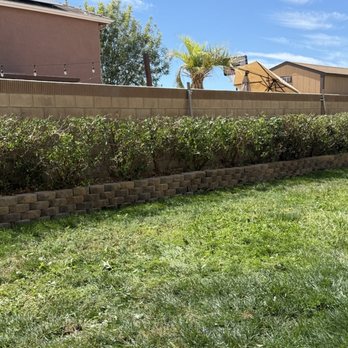Reyes Gardening & Tree Services - After rose bushes - Tree Services Near Me Reyes Gardening & Tree Services - After rose bushes - Tree Services Near Me