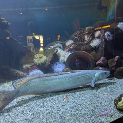 Akvariet i Bergen