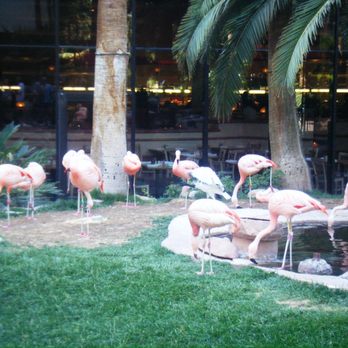 Flamingo Las Vegas - Hotels Near Me - Las Vegas, Nevada Flamingo Las Vegas - Hotels Near Me - Las Vegas, Nevada