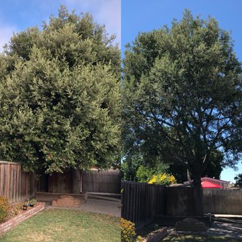 Cal Tree Care - Tree Services Near Me