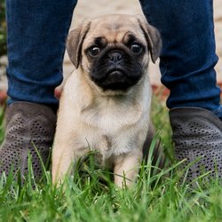 Agape Pet Care - Pug life
