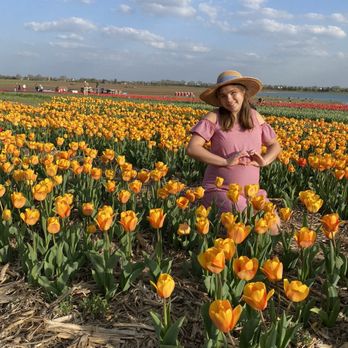 Richardson Farms - Golden tulips - Christmas Trees Near Me - Spring Grove, Illinois
