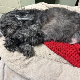 My sweet Willis in peace finally. My sweet Willis in peace finally.