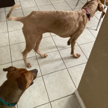 Paws On Wheels Spa - Ellie post groom - Pet Groomers Near Me
