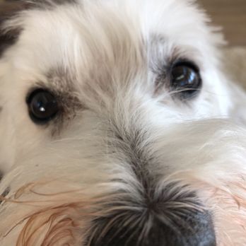 Bark Avenue - Way to shaved around his eyes also he's suppose to keep the eyebrows - Pet Groomers Near Me - Cedar Park, Texas